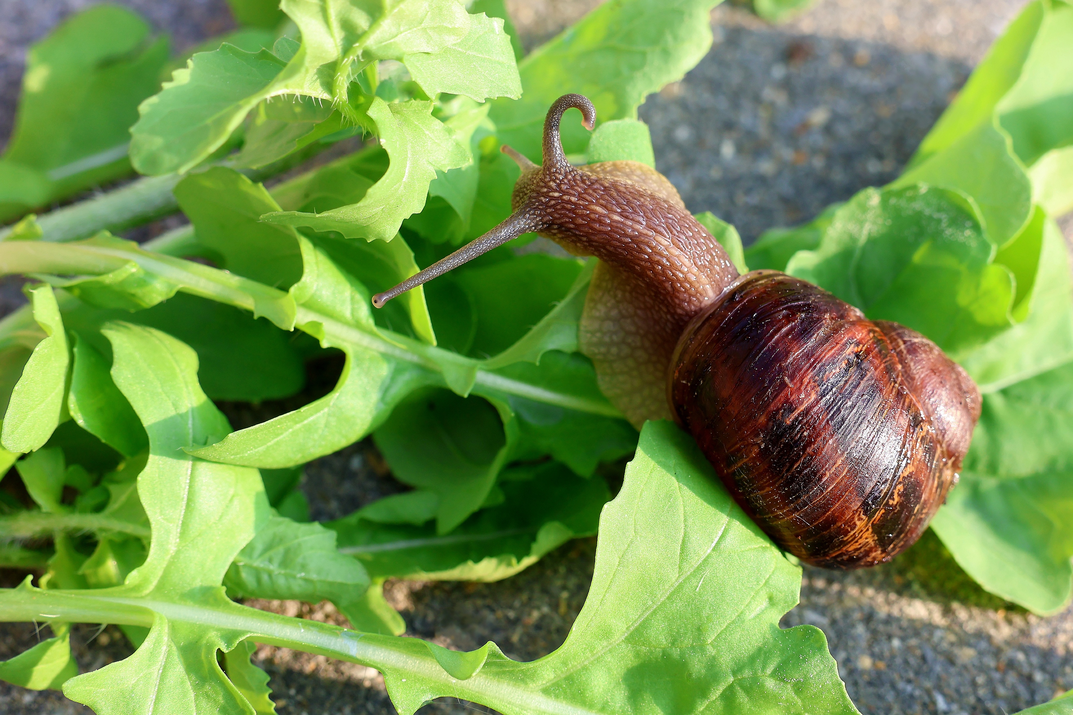 Schneckenschleim als Wirkstoff - Cosmacon