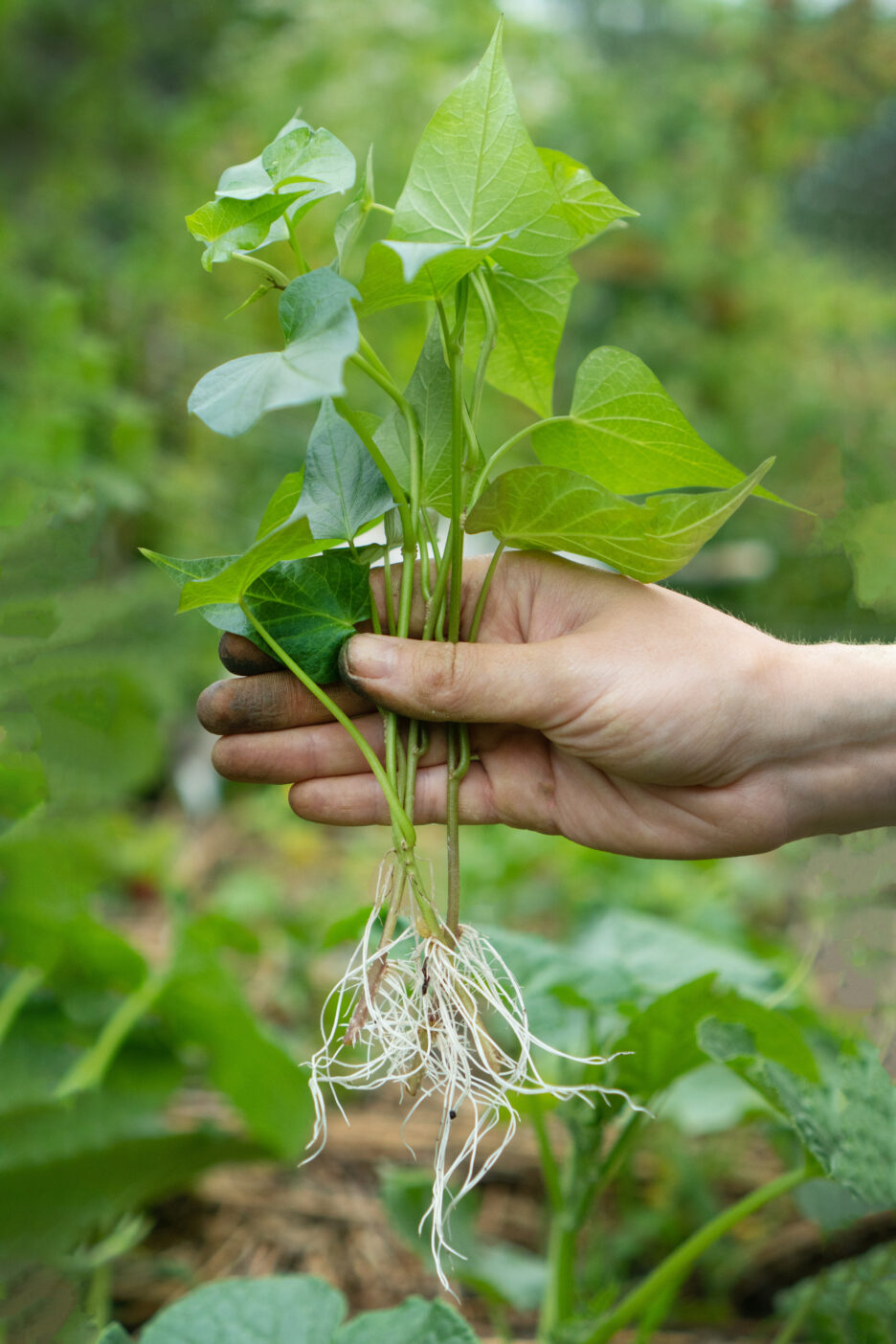 Sweet potato root extract , plant milk technology