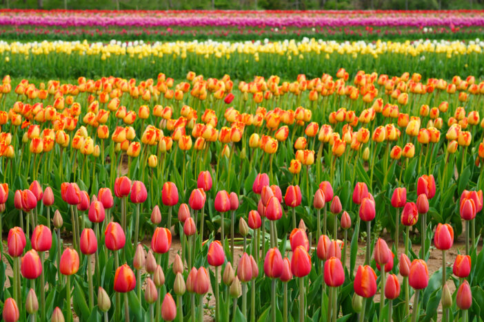 Tulpenextrakt, Tulipanin