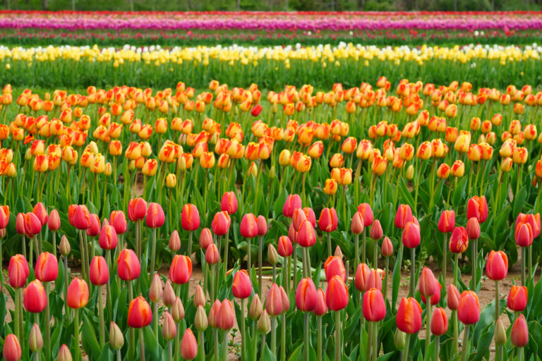 Tulpenextrakt Tulpenextrakt, Tulipanin