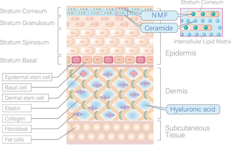 Cosactive NMF, Sodium Lactate, Sodium PCA, Pentylene Glycol, Glycine, Inositol, Lactic Acid, Niacinamide, Urea