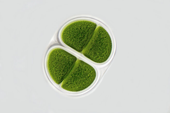Dunaliella Tertiolecta Extract, micro algae