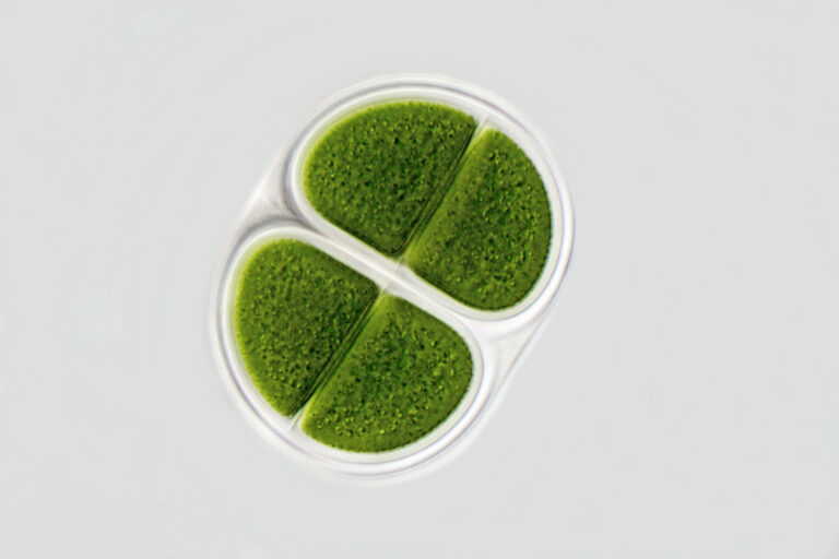 Dunaliella Tertiolecta Extract Dunaliella Tertiolecta Extract, micro algae