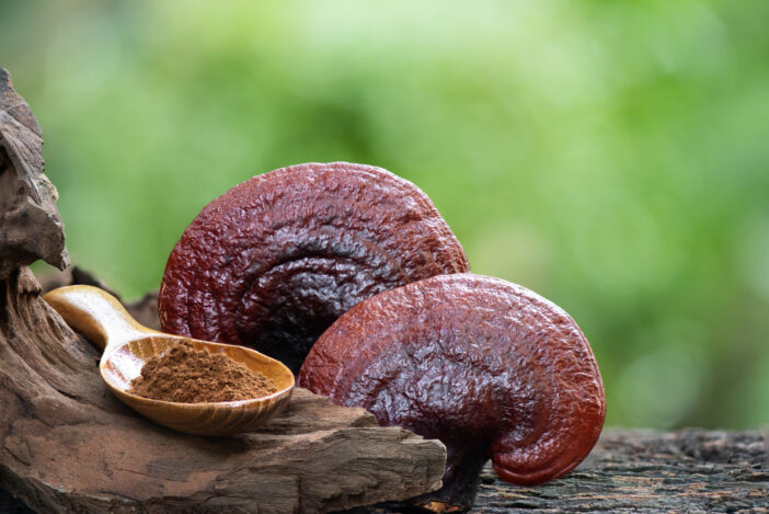 Reishi or lingzhi mushroom and powder on nature background.