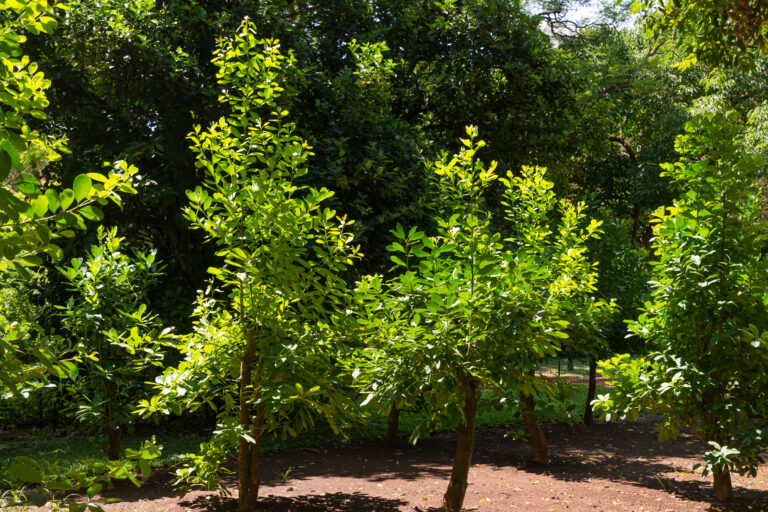 Yerba mate shrub in Argentina