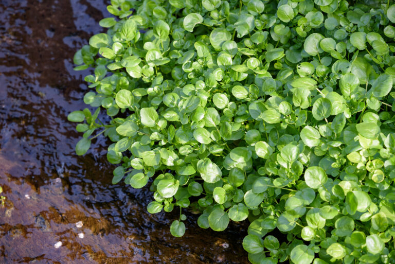 Brunnenkresse, die in freier Natur im Fluss gedeiht