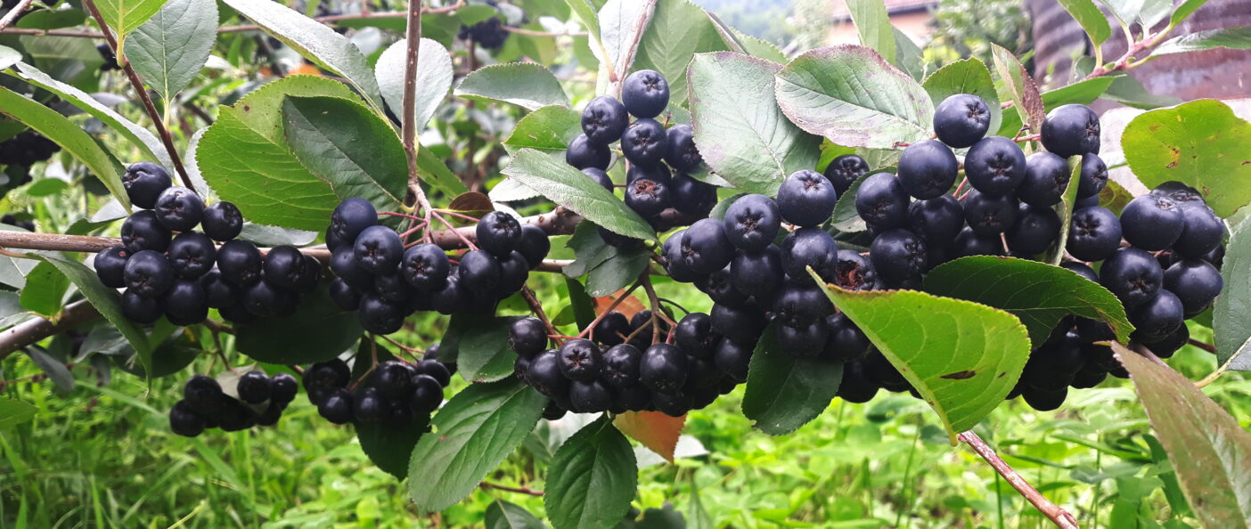 Aronia-Beerenzweig am Strauch. Die Apfelbeeren. Banner.