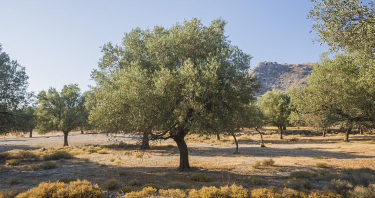 Olive plantation, Old obsolete olive trees. European olive (Olea europaea) plantation of olive trees