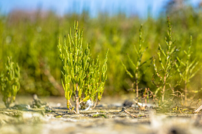 Edible sea asparagus, glasswort plant (Salicornia europaea) on a salt marsh in the Dutch Wadden Sea, Salicornia herbacea extract