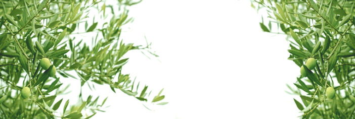 Olive branch, selective focus on olive leaves