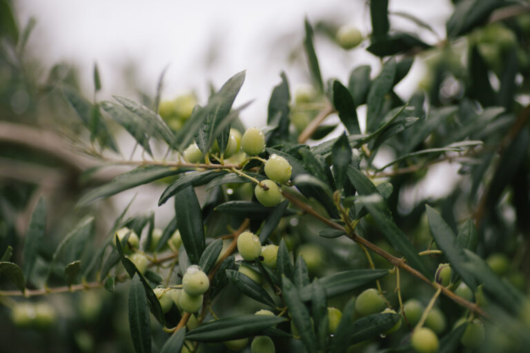 Olivenbaum, Olea europaea