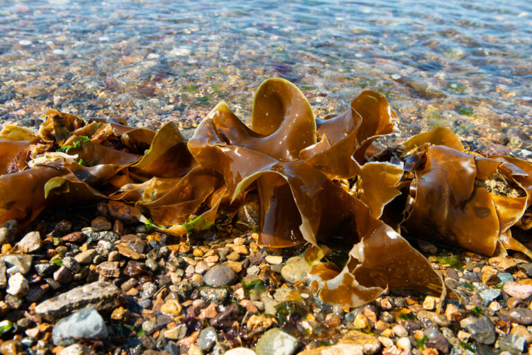 Kelp seaweed was thrown out by the tide.