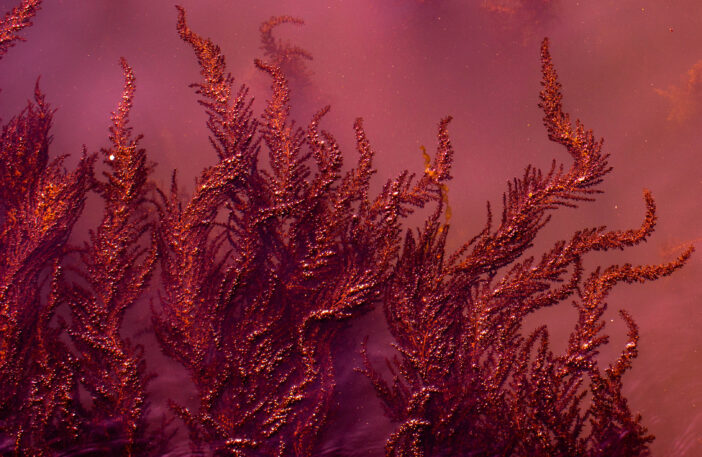 red microalgae Porphyridium cruentum