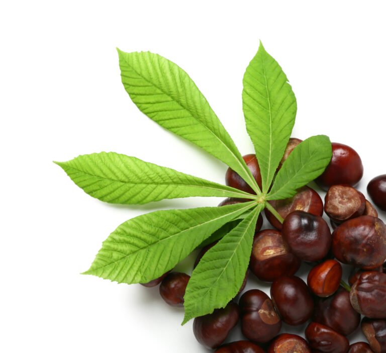 Fresh chestnuts with leaf on white background