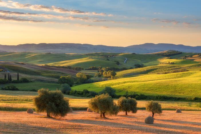 beautiful landscape with olive trees