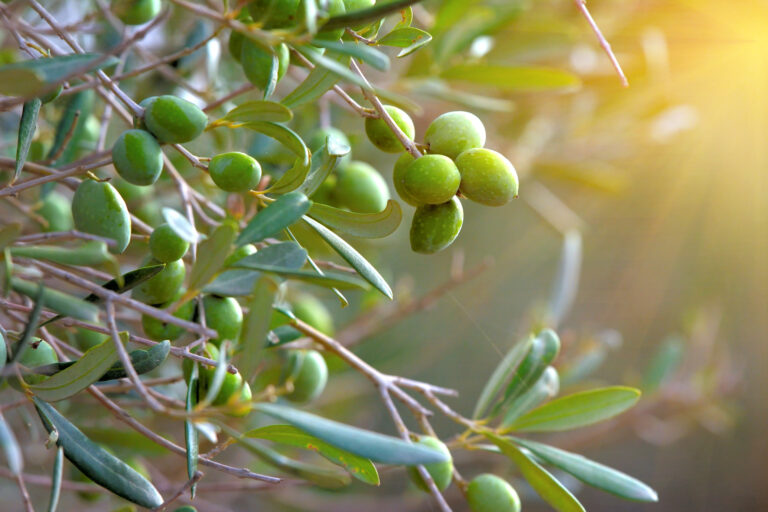 Olive tree, leaves of the tree
