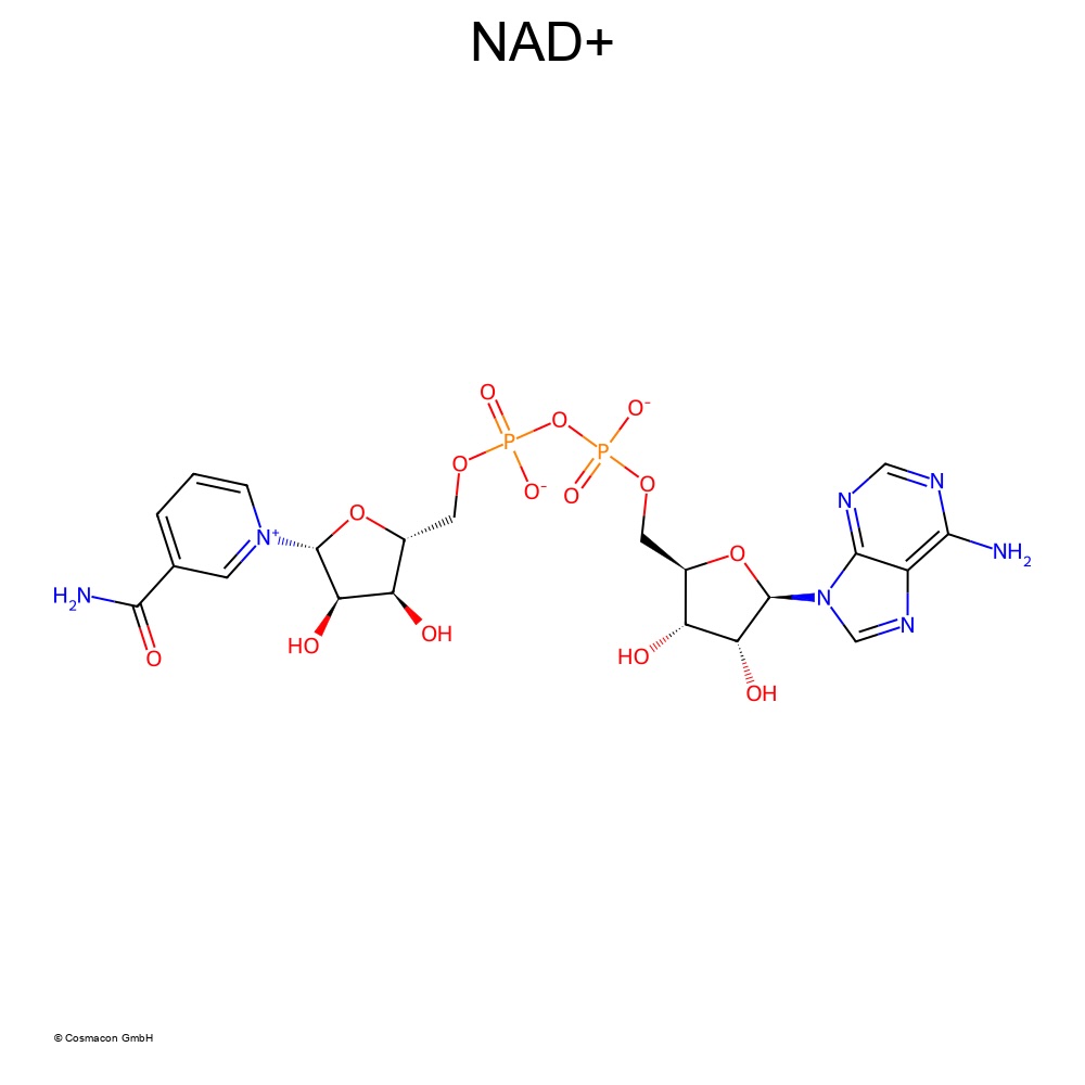 NAD⁺, NMN in der Hautpflege