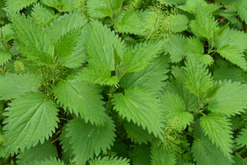 Urtica Dioica (Leaf) Extract, Brennessel