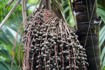 Pataua;Oenocarpus Bataua Fruit Oil